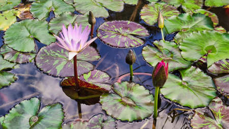 Pond with water lily flowers in the botanical garden of Valenciaの写真素材