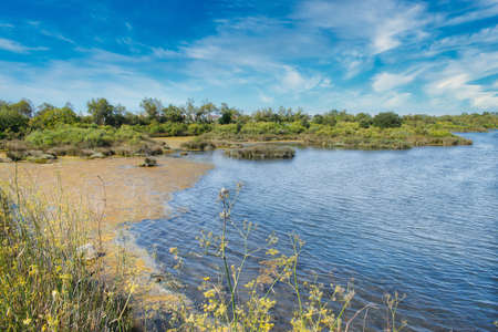 Shore in the natural park of the marshes of SantoÃ±a, Victoria and Jayel in Cantabria, Spainの写真素材