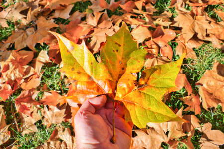 Adult man's hand holding a freshly fallen tree leaf in autumn