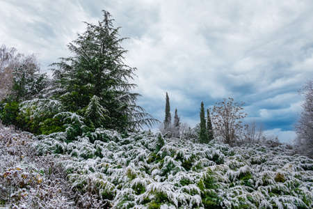 Winter snowfall on leaves of trees and shrubs in Canterac park in Valladolid, Spainの写真素材