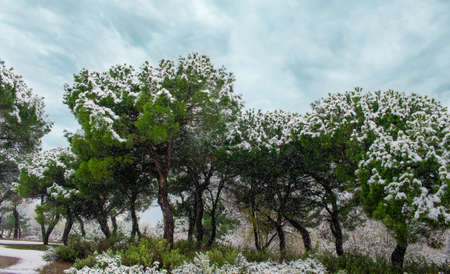 Snowfall in the month of November in over the pines of a pine forest in Valladolid, Spainの写真素材