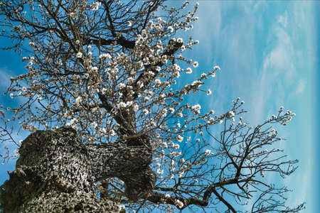 An old almond tree showing its first flowers in late winter with the approach of spring and change of seasonの写真素材