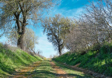 Dirt road with green grass and trees on the sidewalkの写真素材