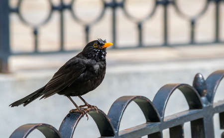 A common blackbird, Turdus merula, perched on the railing of a fountain after soaking in the water