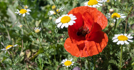 Red poppy flower surrounded by white and yellow chamomile flowers in late May during springの写真素材