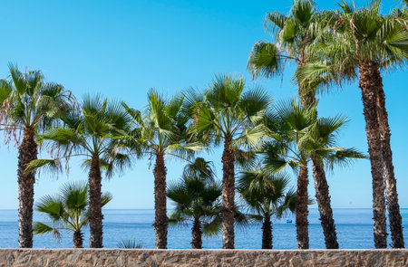 Set of palm trees on the seafront of AlmuÃ±ecar, Spainの写真素材