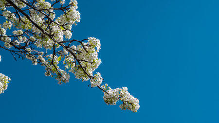 Apple tree branch laden with beautiful white flowers during early springの写真素材