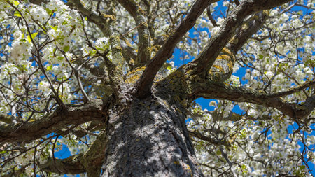 Trunk and branches laden with beautiful white flowers of an apple tree at the beginning of springの写真素材