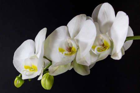 Orchid isolated on blackの写真素材