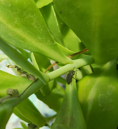 Small grayish insect on a bright green plant