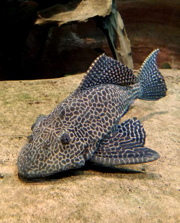 Underwater spotted gray fish