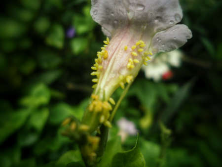 Curious white long flower with small yellow eggs of an insect stuck to it.の写真素材