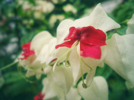 Flower with white and red petals in the shape of heart and long stamensの写真素材