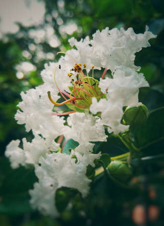 Beautiful white flower with curved petals and many yellow filamentous stamens togetherの写真素材