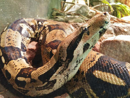 Detail of the head of a brown snake with dark brown spots. Large body and bright scales. Detail of...