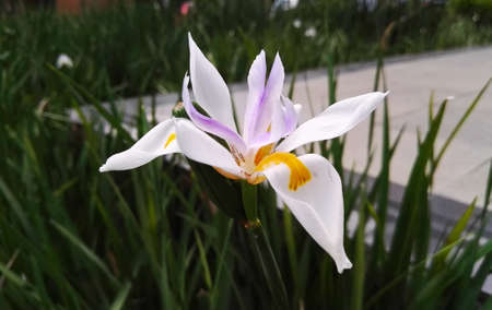 Grand orchid flower with long white petals with yellow and purple details, green grass background....