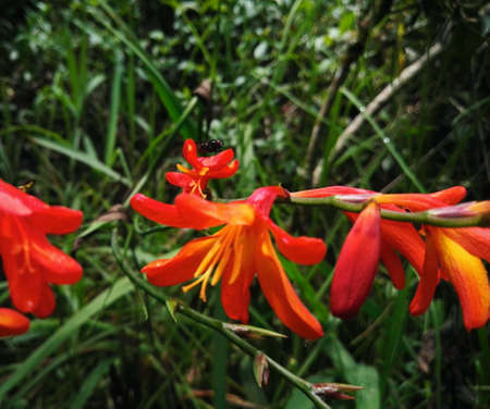 Black fly perched on beautiful orange flowers with yellow filamentous stamens in a tropical and warm climateの写真素材