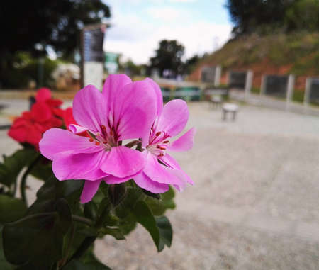Beautiful and delicate geranium flower, pink, with red details on the petals, located in a natural park on a calm dayの写真素材