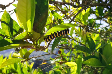 Black caterpillar with bright yellow stripes, in a lemon tree with intense green leaves, in the mountains of Colombia (rural area)の写真素材