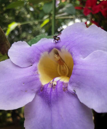 Large and beautiful purple flower with large petals, with yellow center and a black bee perched on itの写真素材