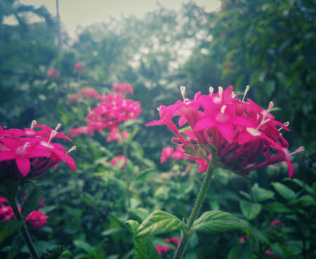 Beautiful set of small pink-fuchsia flowers in a thicket of intense green vegetationの写真素材