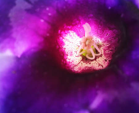 Inside of a bright purple flower with white center and multiple fuchsia spots. Long white delicate...
