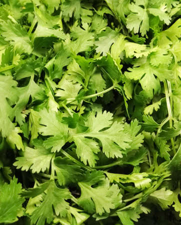 Close-up of fresh bright green coriander leaves as an ingredient for seasoning mealsの写真素材
