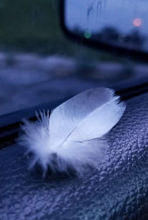 Details of a small fluffy white feather in a natural low light environment with blue tonesの写真素材