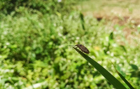 Brown stink bug over a green long leaf with bright nature background