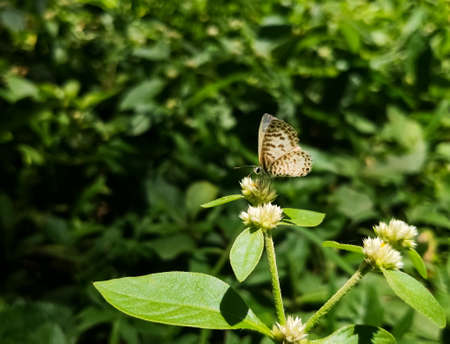 Lovely small white butterfly with brown stripes over a wildflower. Common or striped pierrot. Castalius rosimon or Taracus nara. Green nature background.の写真素材