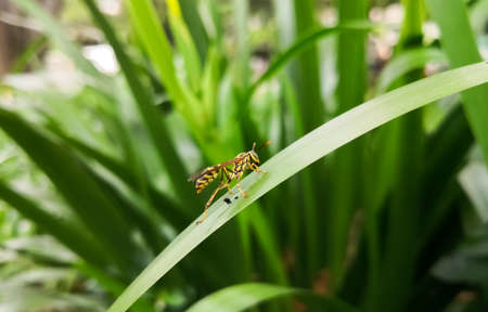 Side view of a beautiful yellow wasp, winged hymenopteran insect, over a green big leaf with nature...