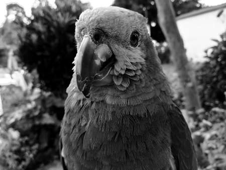 Black and white portrait of a great specimen of Amazona aestiva, green parrot with yellow cheeks and blue forehead. Blue fronted amazon.の写真素材
