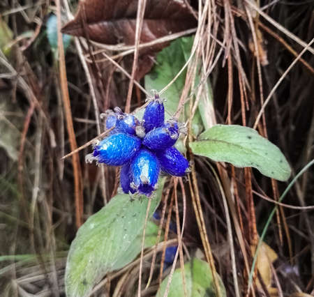 Beautiful exotic tropical flower or seed of amazing blue color hanging from vines in a Natural Park in Colombiaの写真素材
