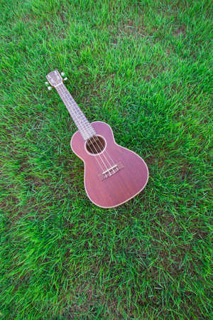 Ukulele isolated on field of grassの写真素材
