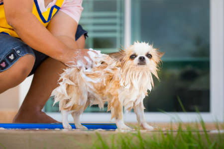 Bathing cute chihuahua dogの写真素材