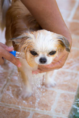 Cute chihuahua dog take a bath at homeの写真素材