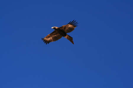 Soaring Wedgetail Eagle