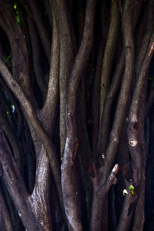 A close-up tight tree branches, that also look like thick roots の写真素材
