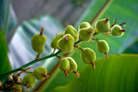 A set of fruits of a tropical plant 