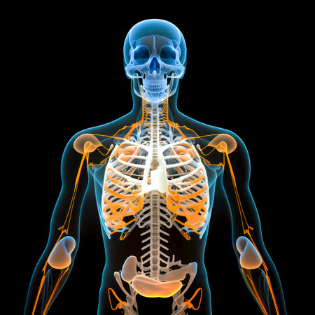 Illustration of male skeleton anatomy with pain in the back isolated on black backgroundの素材