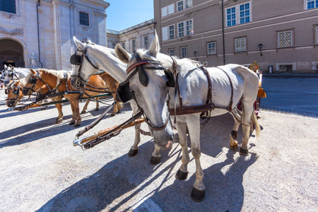 Fiaker, horses in front of Salzburg Cathedral, Domplatz, Old Town Salzburg, Austria, Sept 2013の写真素材