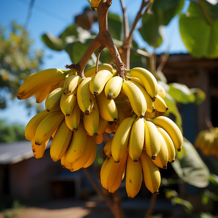 fresh bananas hanging on a tree, AI generatedの素材