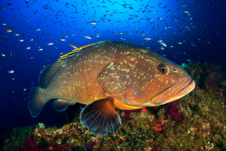 Grouper fish の写真素材