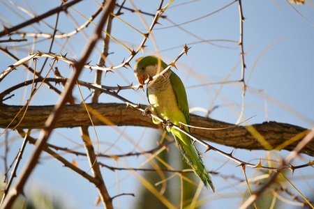 Parrot on branch