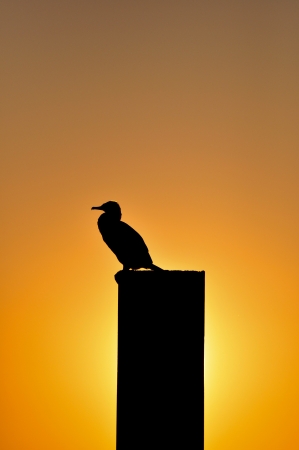 Bird silhouette at dawnの写真素材