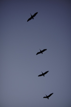 Flight of pelicans in late day blue sky or the button line on a Chinese shirt