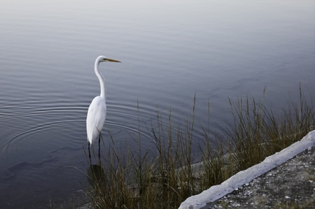 White crane peacefully strolling in a shallow pond near sunsetの写真素材