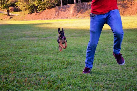 playing with petの写真素材