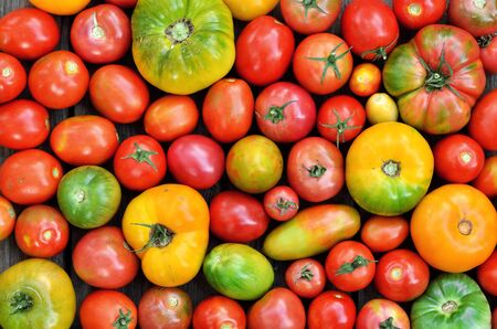 Different maturity degree fresh farm tomatoes on wooden backgroundの写真素材