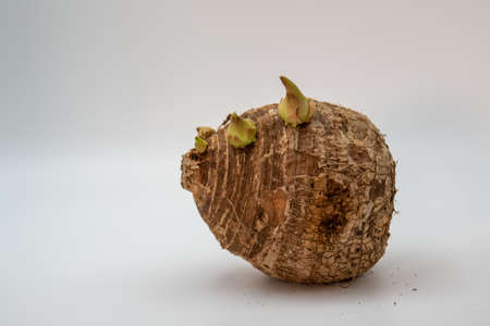 taro with malanguitas growing on itの写真素材